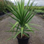 Yucca elephantipes