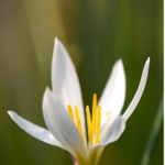 Zephyranthes candida