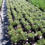 Brachycombe multifida