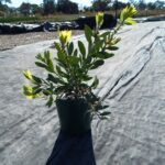Callistemon citrinus ‘White Anzac’