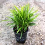 Dianella caerulea ‘DCMP01’ PBR Little Jess™