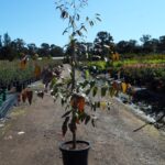 Eucalyptus botryoides