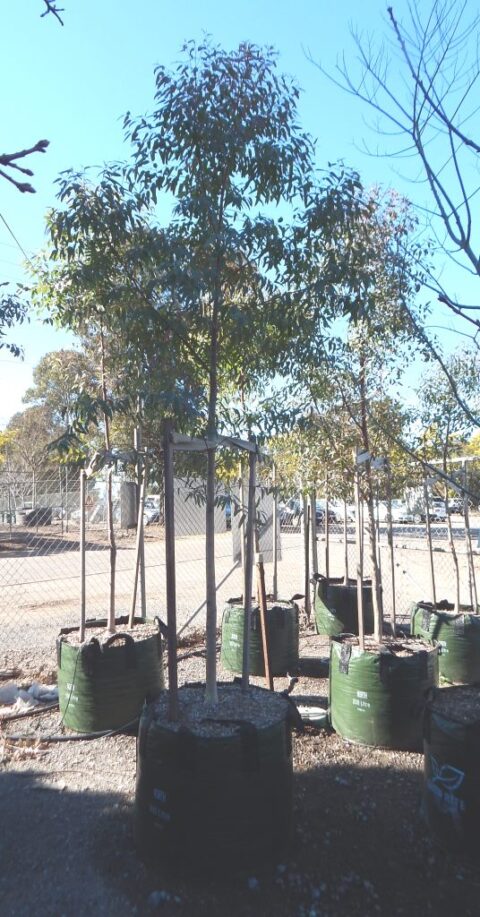 Eucalyptus punctata - Andreasens Green