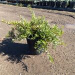 Grevillea obtusifolia