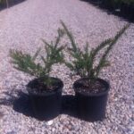 Grevillea rosmarinifolia