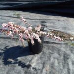 Leptospermum 'Pink Cascade'