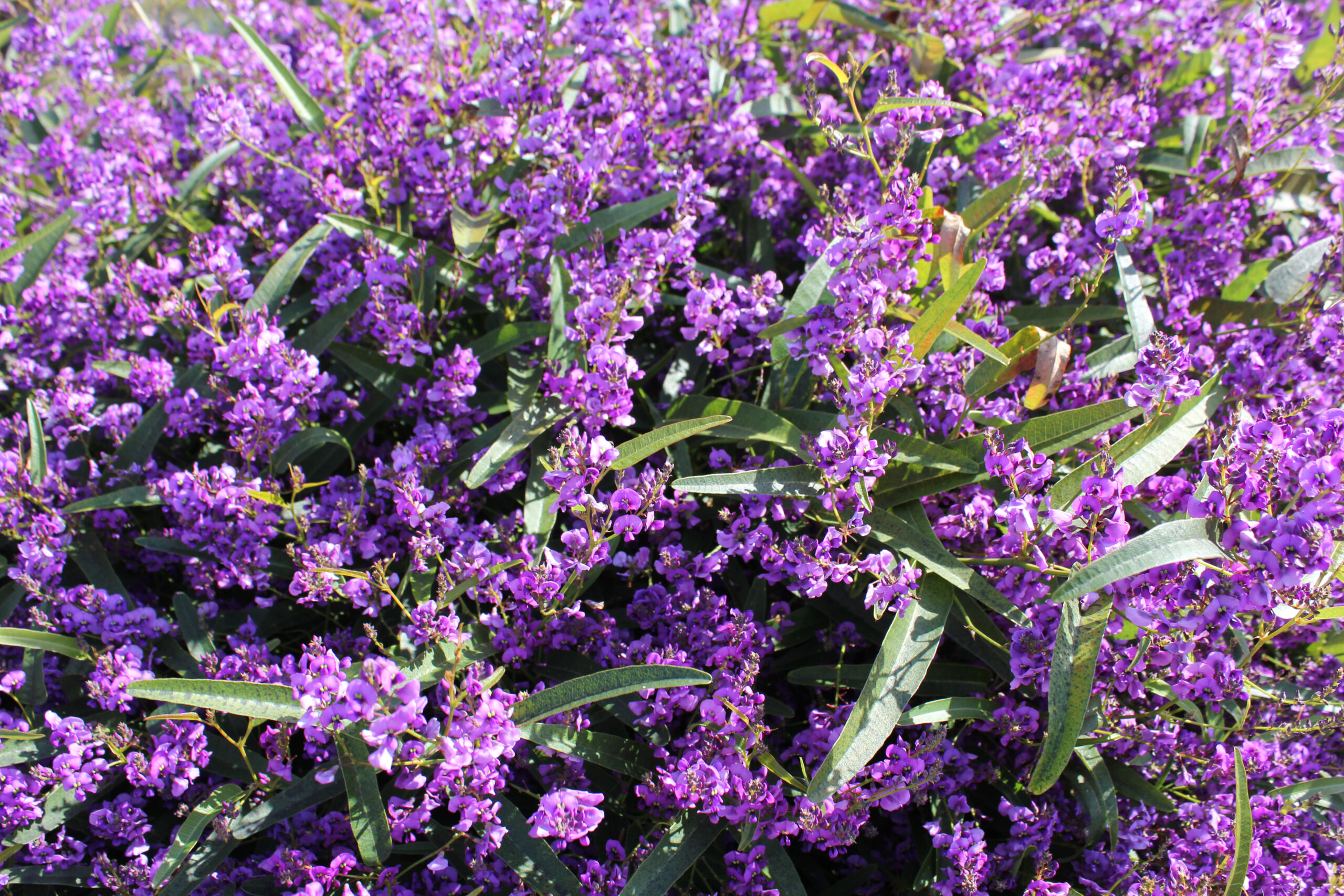 Hardenbergia meema