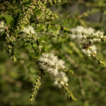 Melaleuca styphelioides