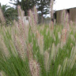 Pennisetum alopecuroides ‘PA300’ PBR Nafray®