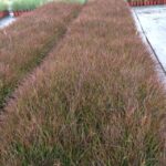 Pennisetum advena 'Rubrum'