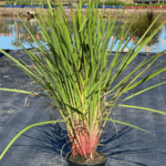 Dianella caerulea ‘JOHN316’ PBR King Alfred®