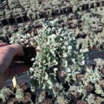 Dichondra argentea ‘Silver Falls’