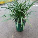 Liriope muscari