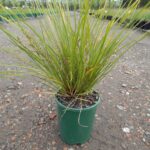 Lomandra longifolia 'Verday'