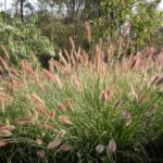 Pennisetum alopecuroides ‘PA400’ PBR Purple Lea®