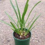 Agapanthus orientalis (white)