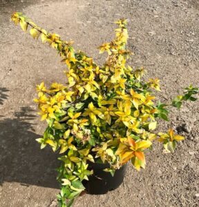 Abelia x grandiflora Francis Mason in 200mm pot with sun yellow in foliage