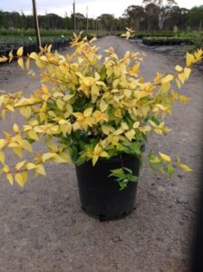 Abelia x grandiflora Francis Mason in 200mm pot with sun yellow in foliage