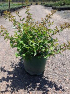 Abelia x grandiflora Nana in 200mm pot