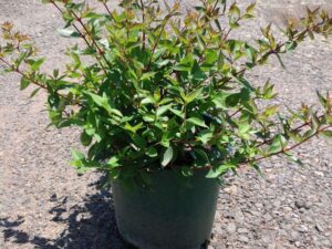 Abelia x grandiflora Nana in 200mm pot