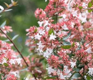 Abelia x grandiflora with small white flowers and foliage