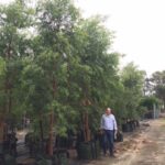Angophora floribunda