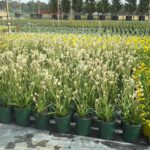 Anigozanthus flavidus 'Bush Pearl'