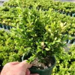 Buxus microphylla var. microphylla