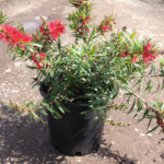 Callistemon viminalis ‘Captain Cook’