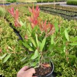 Callistemon citrinus ‘Endeavour’