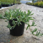 Carpobrotus glaucescens