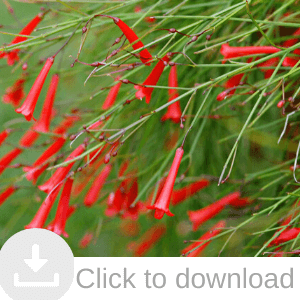 Andreasens Green Specials, shrubs, grasses, trees