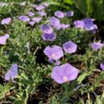 Convolvulus mauritanicus