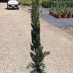 Cupressus sempervirens 'Nitschke's Needle'