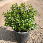 Escallonia macrantha 'Pink Pixie'