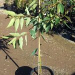 Eucalyptus moluccana