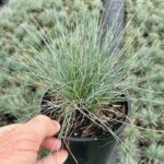 Festuca glauca