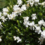 Gardenia augusta ‘Radicans’