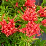 Grevillea juniperiana (prostrate red)