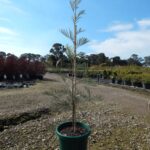 Grevillea 'Moonlight'