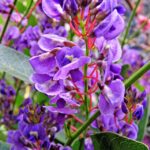 Hardenbergia violacea