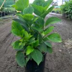 Hydrangea macrophylla