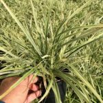 Liriope muscari 'Stripey White'