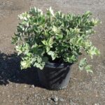 Metrosideros thomasii