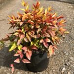 Nandina domestica ‘Nana’