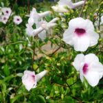 Pandorea jasminoides