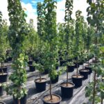 Pyrus calleryana ‘Capital’