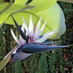 Strelitzia nicolai