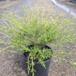 Thryptomene saxicola ‘Paynes Hybrid’