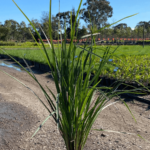 Dianella longifolia 140mm